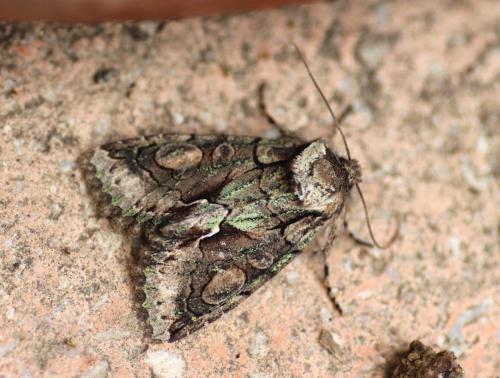 Allophyes oxyacanthae